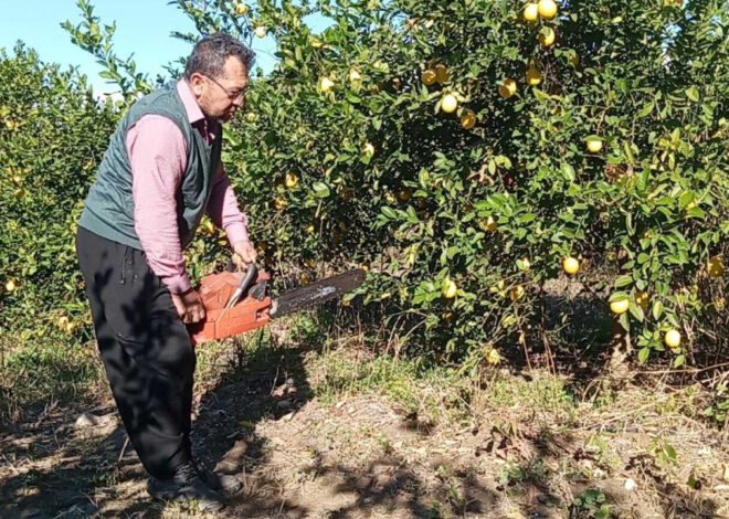 Adana hasadı başladı, limon dalında kaldı: Ağaçlar tek tek sökülüyor